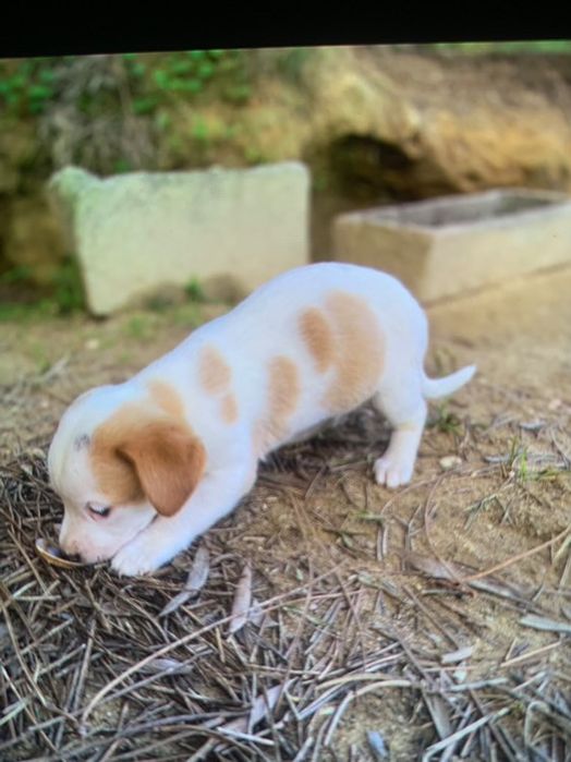 Caezinhos e cadelas para doar