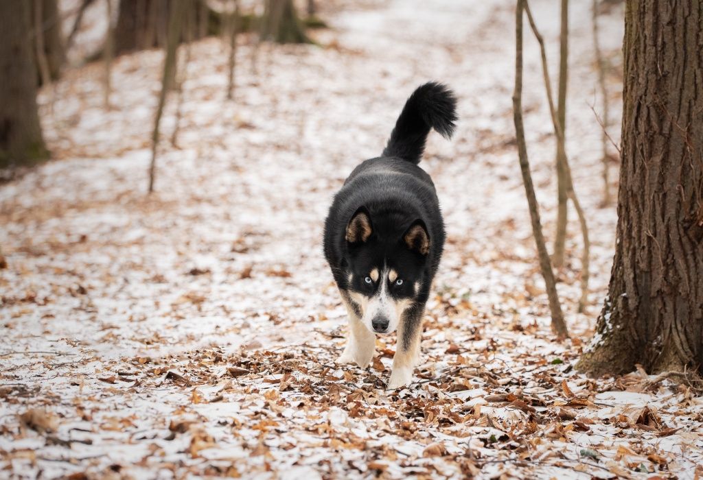 Pies Nanook w typie północniaka do adopcji!