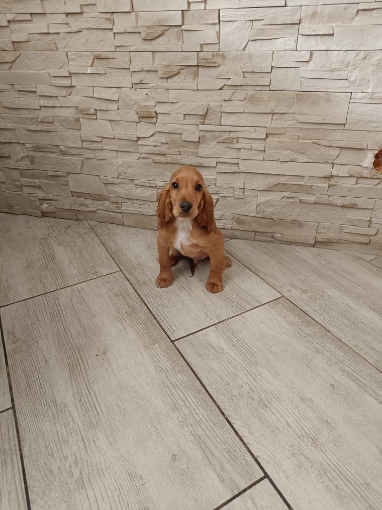 Śliczny cocker spaniel