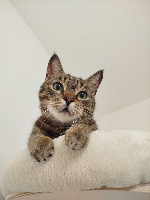 Psotka - zielonooka dama szuka domu na zawsze!