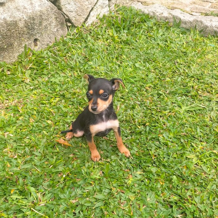 Pinscher fêmea última