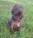 York  merle sunia