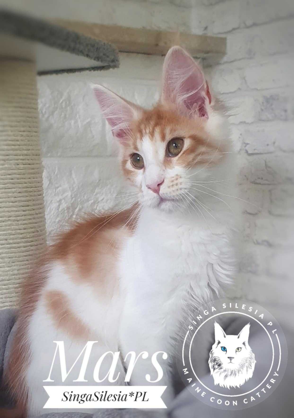 Srebrzysty rudy pręgowany z bielą Mars, kocurek Maine Coon