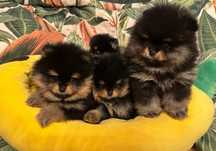 Szpic Miniaturowy Black and Tan