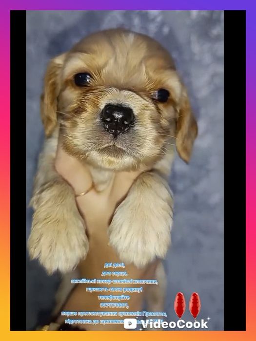 Дівчинка англійська кокер-спанієль, та хлопчики, вакцинації Нобівак