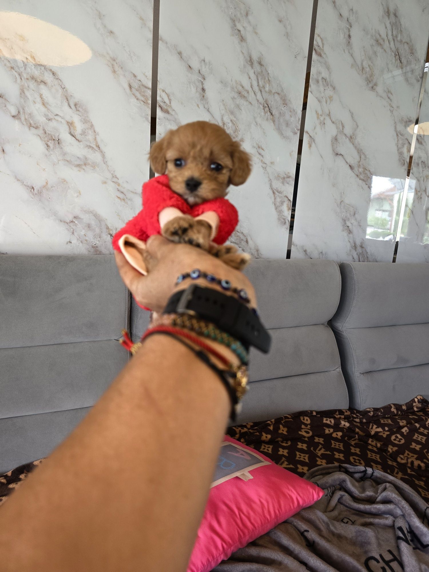 Sunia maltipoo śliczna