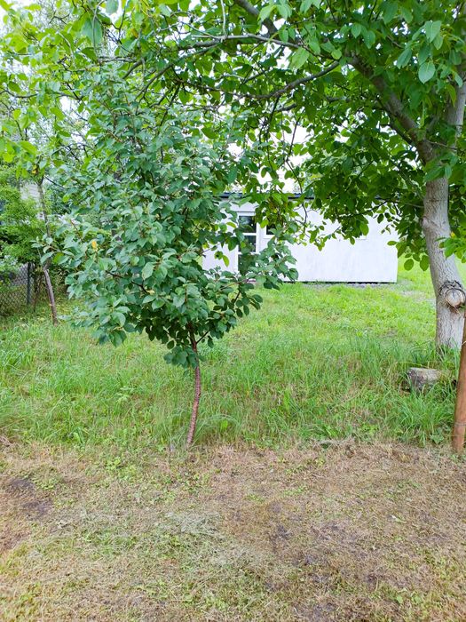 Дача 12 км від Рівного — Західний-2