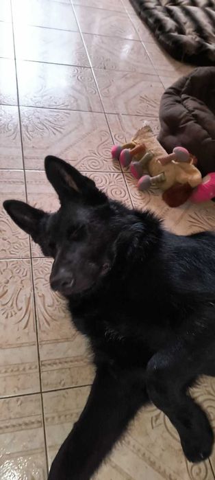 Щеночки немецкой овчарки
