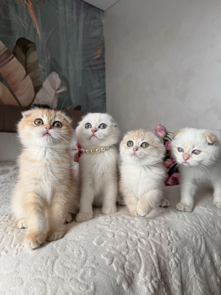 Котобанда шотландських золотих шишилл