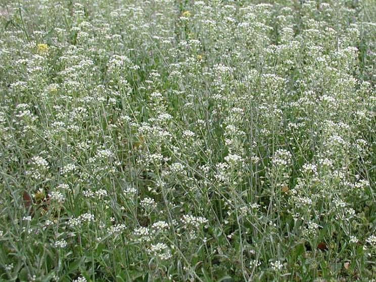 Грицики пастуша сумка