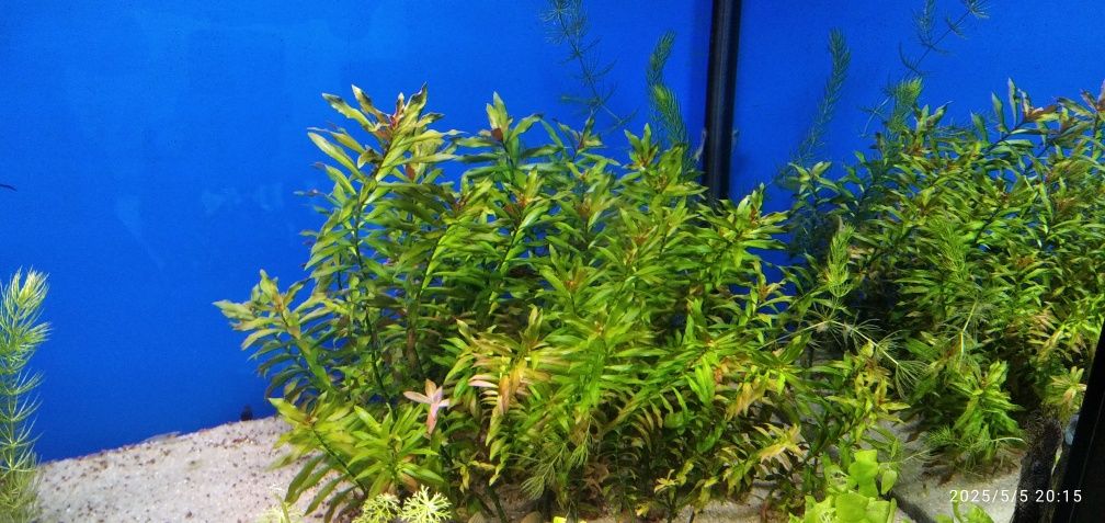 Planta  vermelha