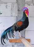 Gallus Várius, Vs., Green Junglefowl