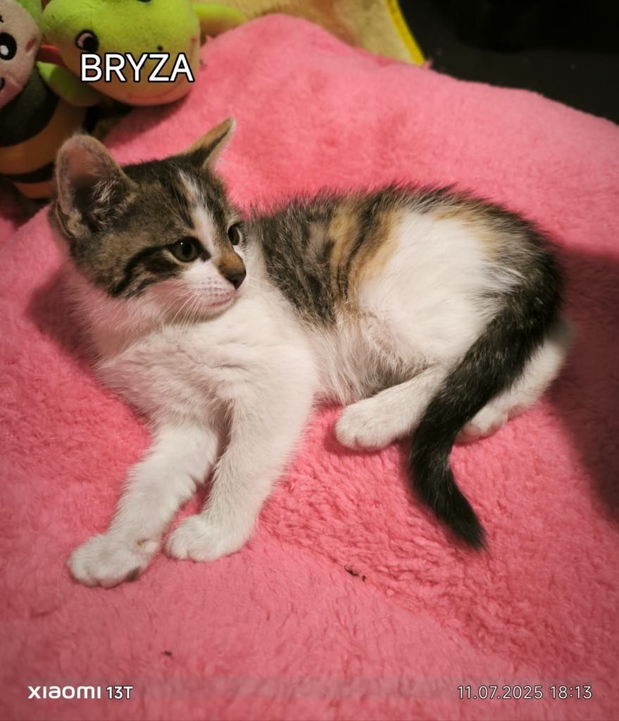 Śliczna kotka do adopcji
