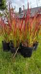 Imperata cylindryczna Red Baron trawa ozdobna