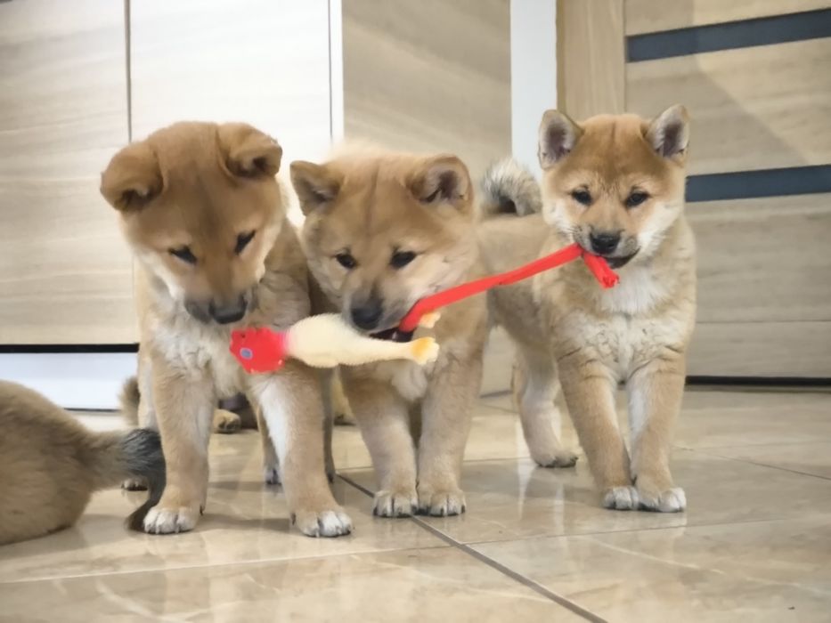 Shiba Inu śliczne pieski i suczki ZKwP/FCI