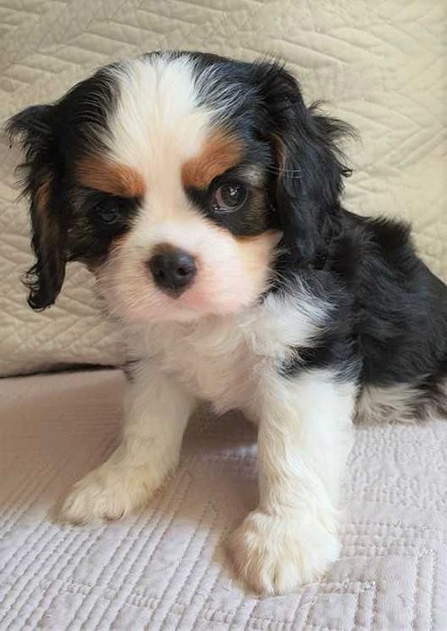 Cavalier Piesek Tricolor. Metryka, Chip. Do odbioru.