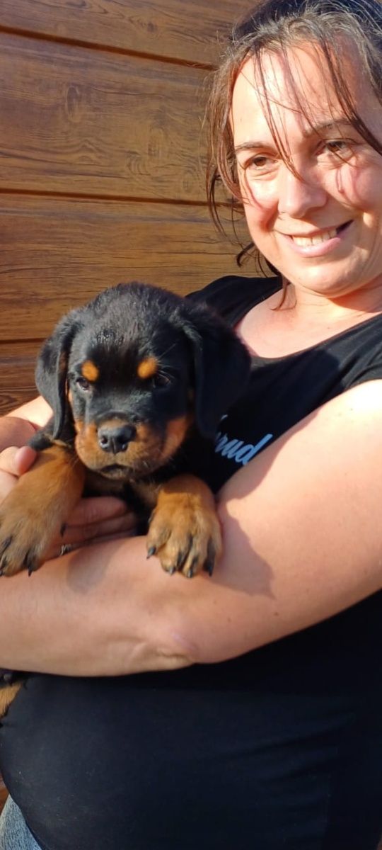 Rottweiler piesek FCI