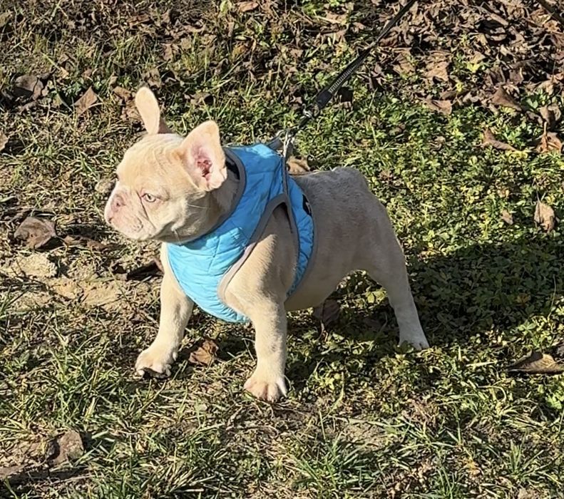 Красотка изабелла мерле