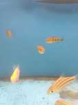 Cichla monoculos 5-7cm