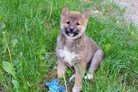 Piesek Shiba INU   czerwono-sezamowy  Do odbioru