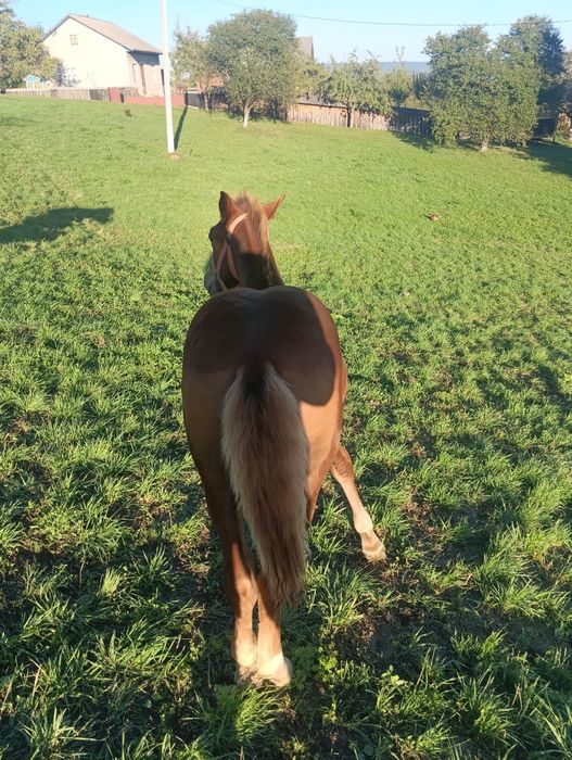 Продається кінь дуже хороший