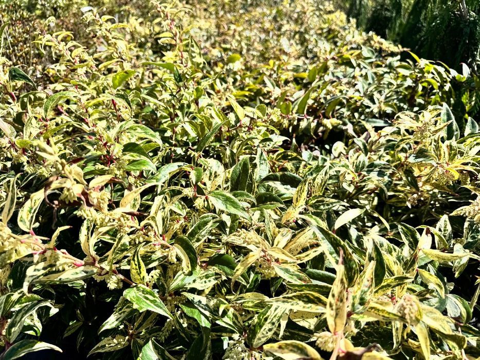 Kiścień wawrzynowy 'Makijaż' DUŻY doniczka 5.0L (Leucothoe)