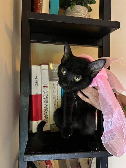 Gatinha para adoção responsável