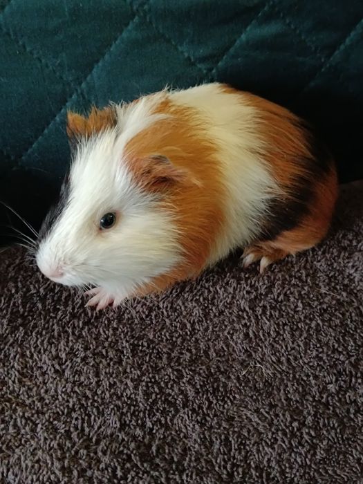 Świnki Morskie sprzedam