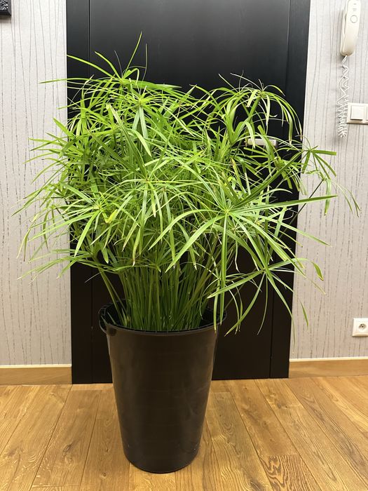 Papirus trawa cibora roslina wodna dla kota domowa 120 cm