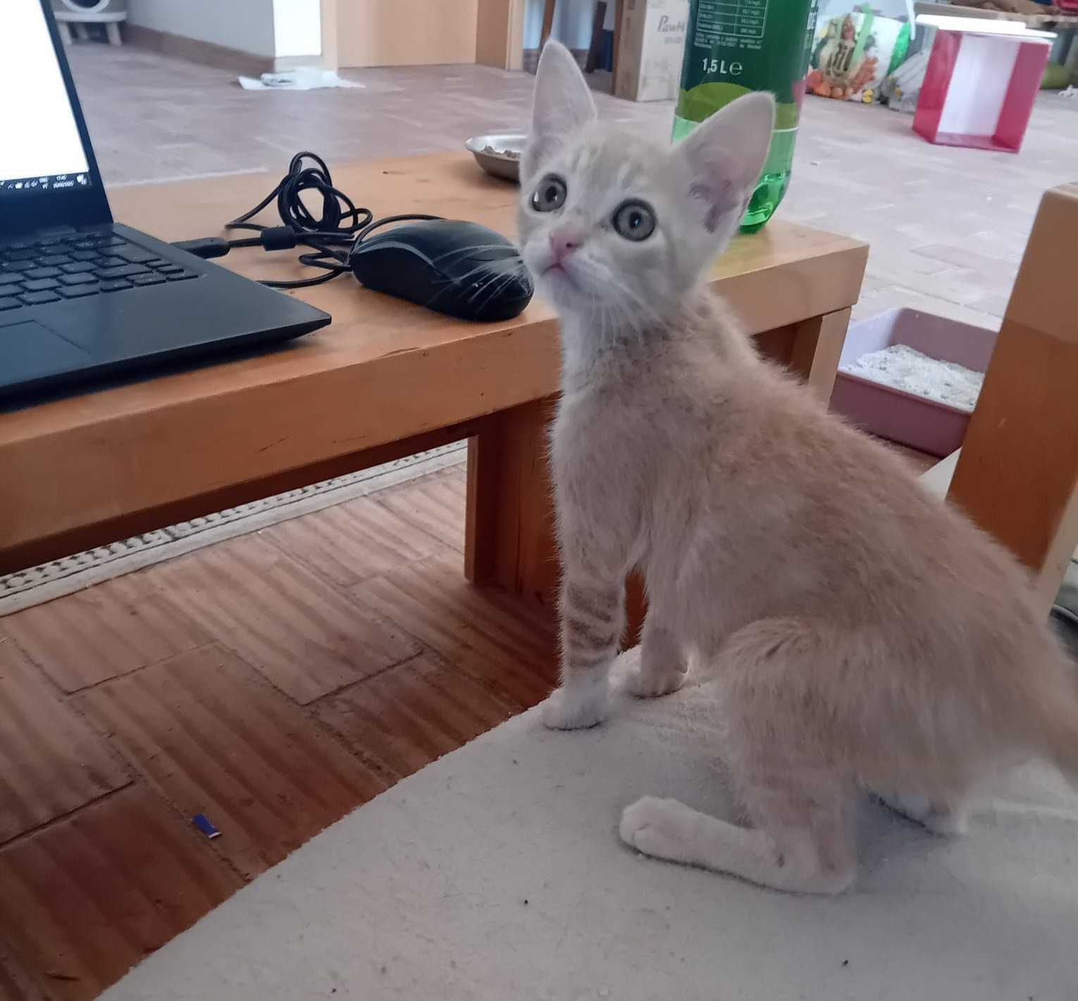 Gatinho de 2 meses para adoção, Tavira (Algarve)