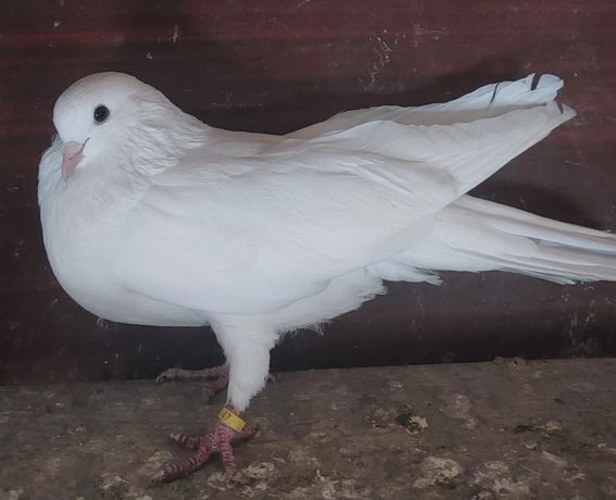 Николаевский лётный голубь (Чужак)