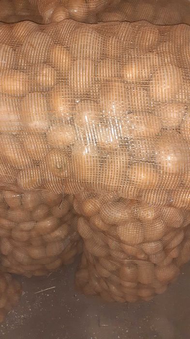 ziemniaki catania,irga,innovator, melody, acustic