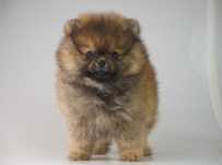 Suczka szpic miniaturowy # Pomeranian
