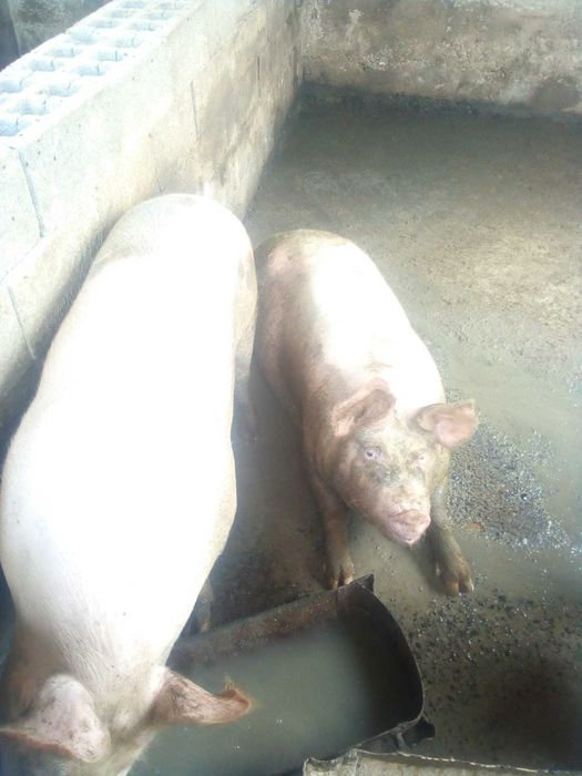 Продам свинi 250-280кг