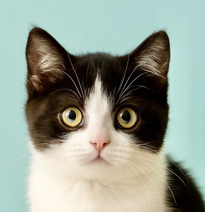 Котята 2мес пушистый черно-белый котенок кошеня черный котик чорний