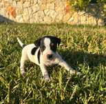 Jack Russel Terrier