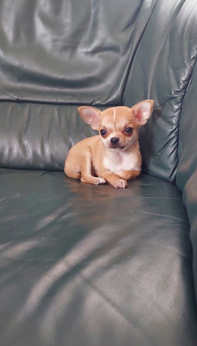 Maleńka suczka chihuahua