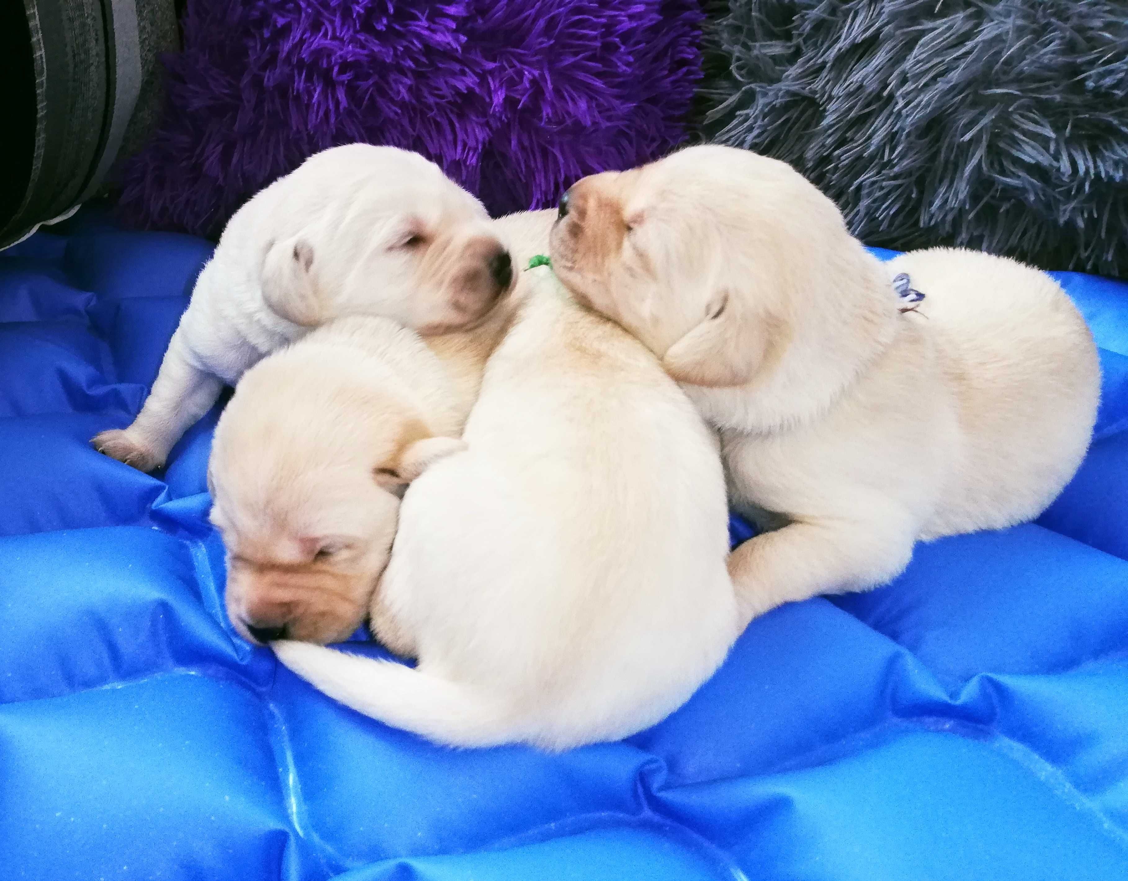 Labrador domowy RadosnePsyRasowe