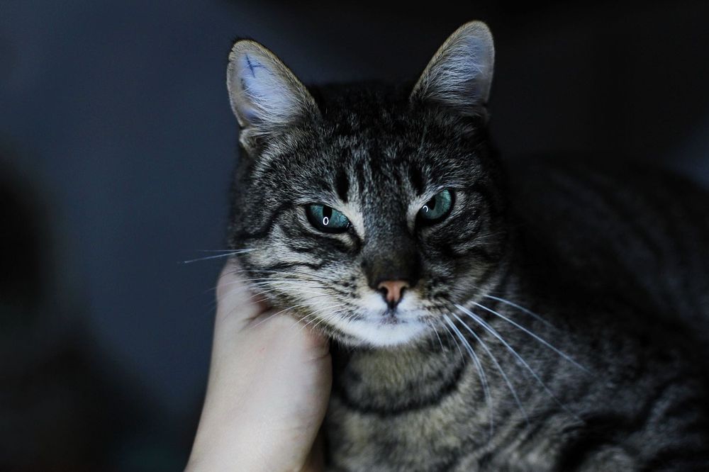 Винтик с особенным хвостиком из приюта бесплатно