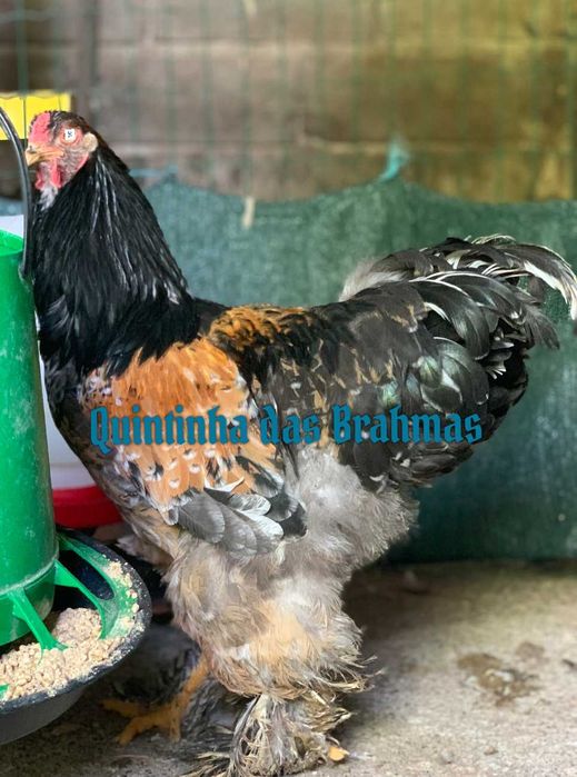 Ovos Brahma Mil flores