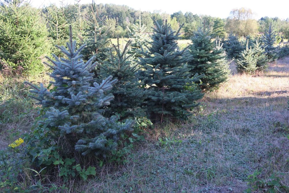 Choinki, świerki zwykłe, srebrne 50-300cm - likwidacja plantacji, hurt