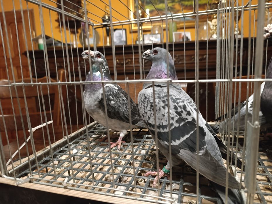 Dragon, dragony, wysyłam, gołębie ozdobne