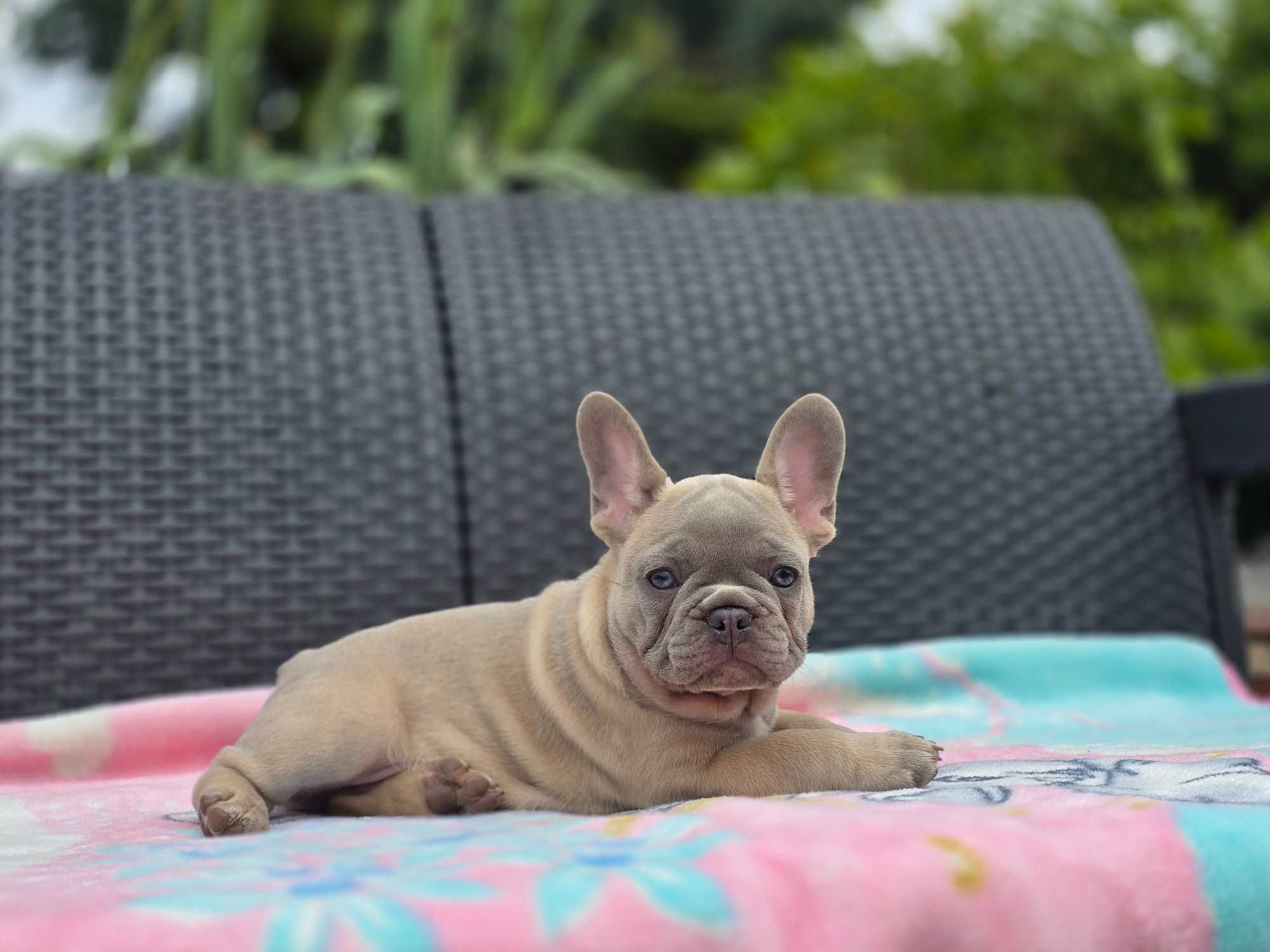 Buldog Francuski piękny piesek