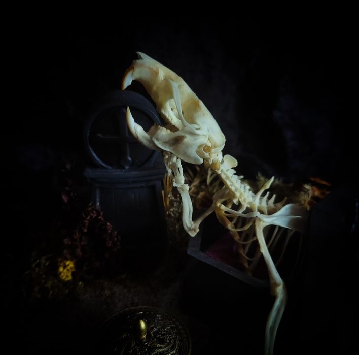 Taksydermia szkielet szczura