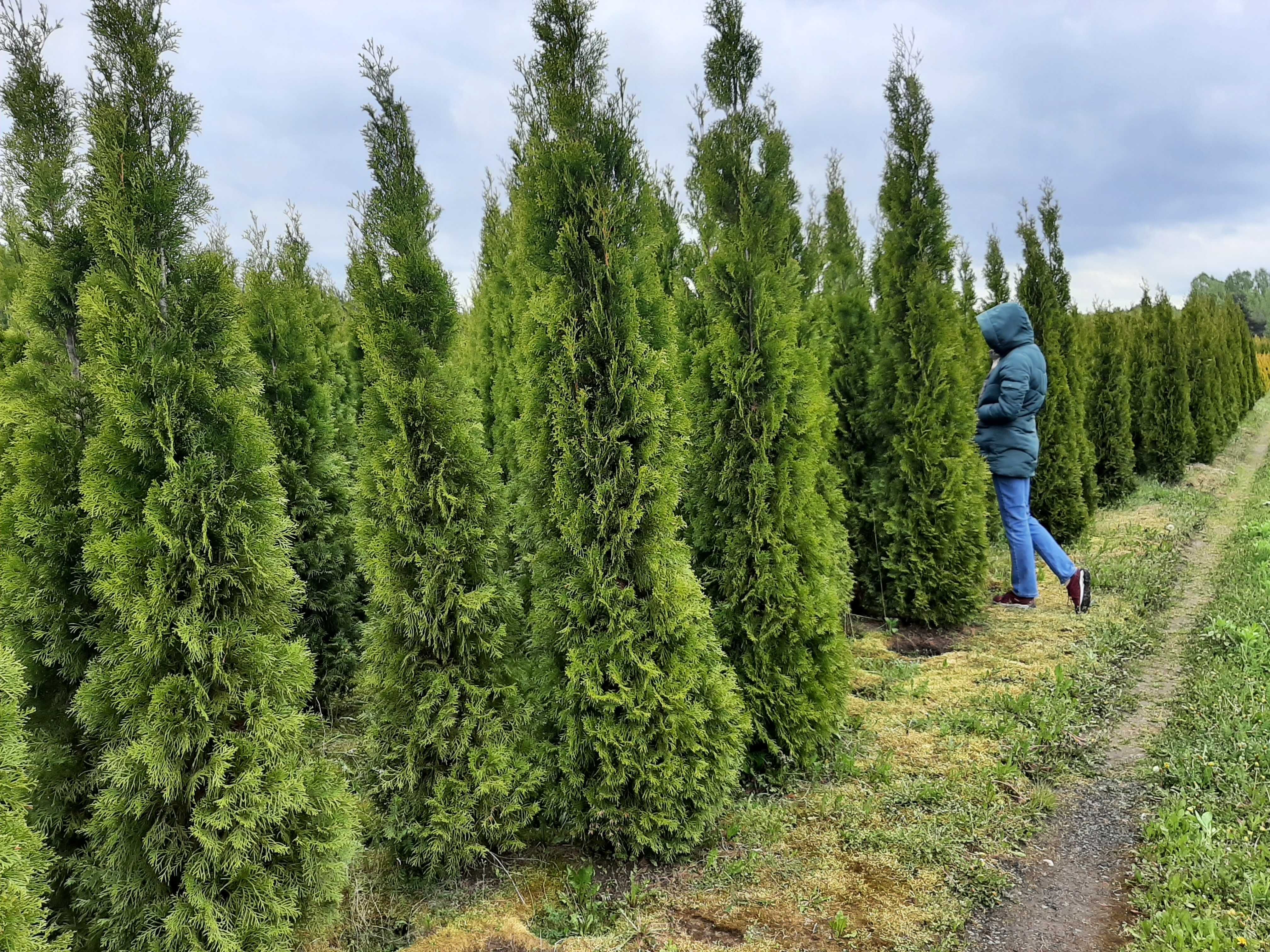 tuja tuje Szmaragd szmaragdowa 300 cm