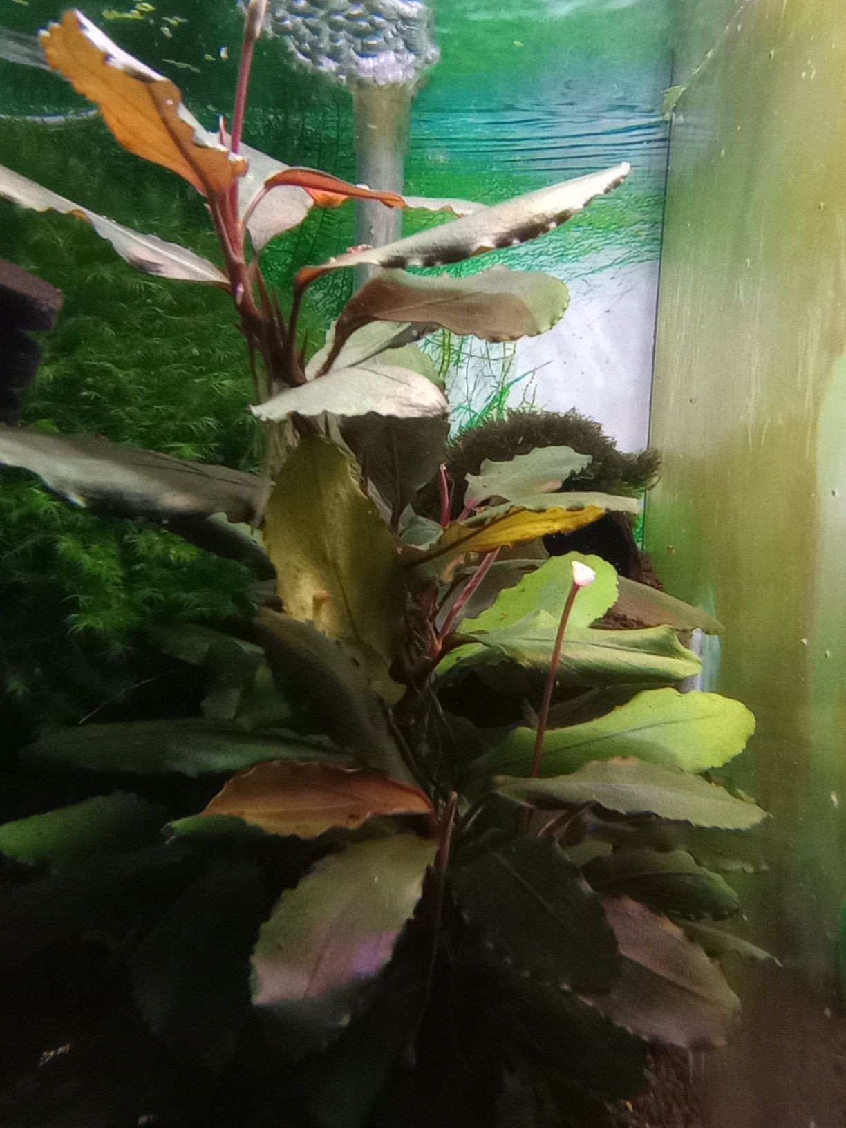 Bucephalandra Red Cerberus