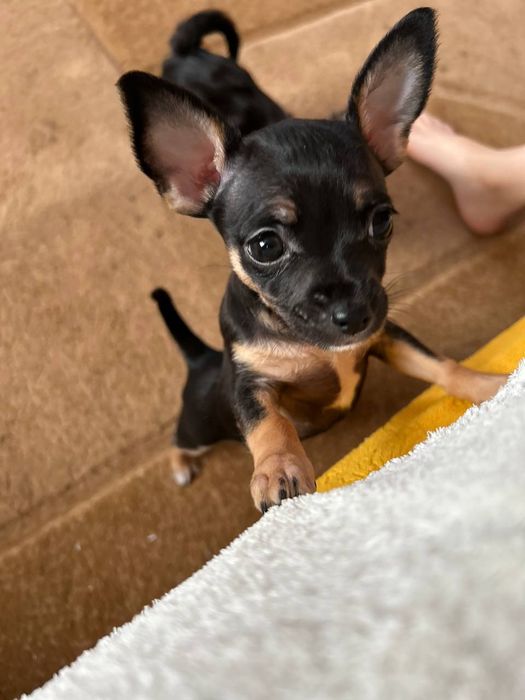 Продам породистих собачок.