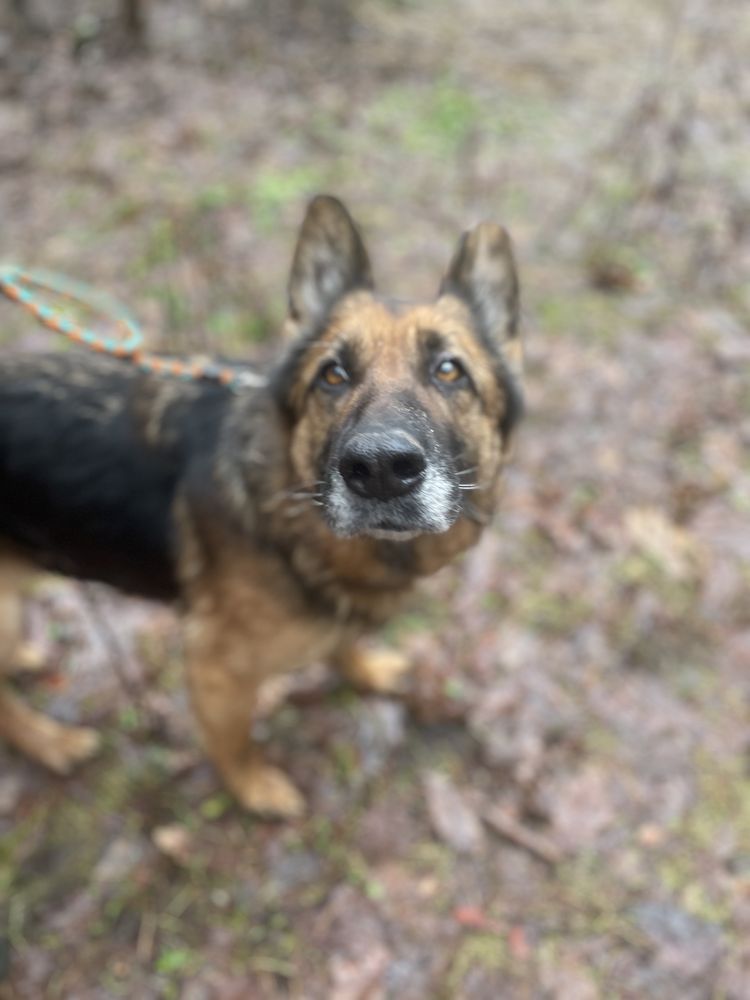 Liszka w typie owczarka niemieckiego poleca się do adopcji