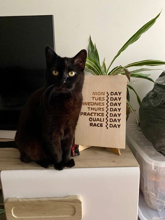 PAN TADEUSZ- szuka domu stałego