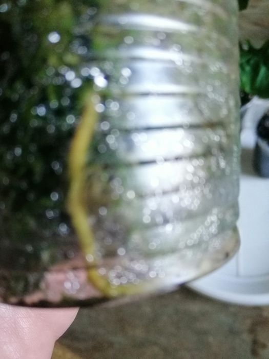 Сингониум крупнолистные набор. Австралия, чиапенс, ледяное сердце.